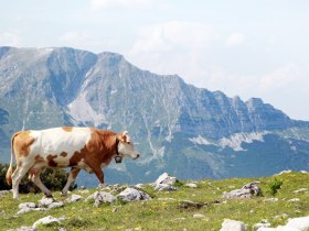 Gemeindealpe Mitterbach - Blick auf den &Ouml;tscher, &copy; weinfranz.at