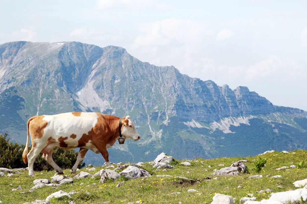 Gemeindealpe Mitterbach - Blick auf den Ötscher