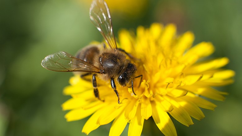 Biene auf Blume